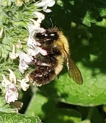 Bombus perplexus