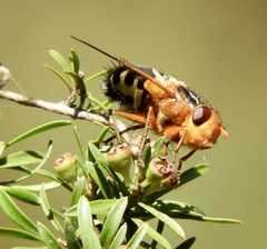 Microtropesa sinuata