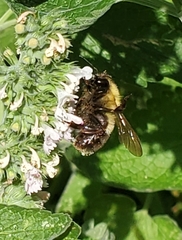 Bombus perplexus