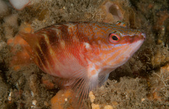 Hypoplectrodes maccullochi