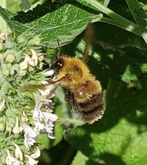 Bombus perplexus