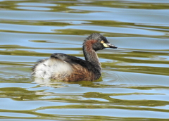Tachybaptus novaehollandiae