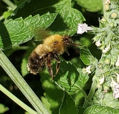 Bombus perplexus