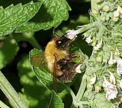 Bombus perplexus