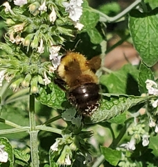 Bombus perplexus