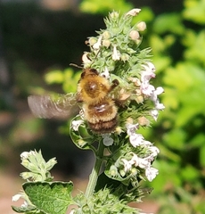 Bombus perplexus