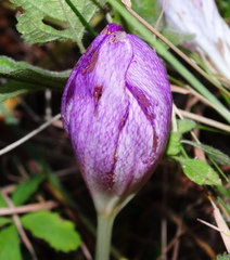 Colchicum bivonae