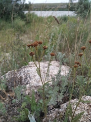 Tanacetum paczoskii
