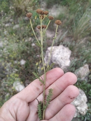 Tanacetum paczoskii