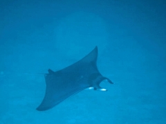 Mobula kuhlii