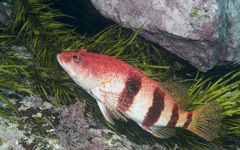 Hypoplectrodes nigroruber