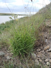 Cleistogenes squarrosa