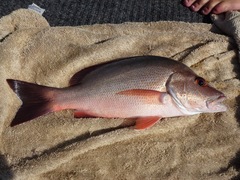 Lutjanus lemniscatus