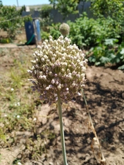Allium porrum
