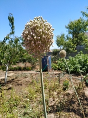 Allium porrum