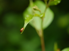 Aetheomorpha nigropicta