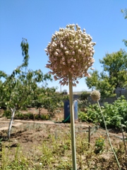 Allium porrum
