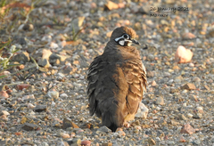 Geophaps scripta scripta