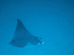 Mobula kuhlii