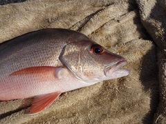 Lutjanus lemniscatus