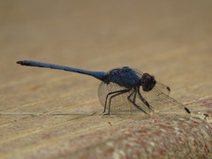 Trithemis donaldsoni