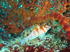 Cirrhitichthys falco