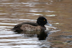 Aythya fuligula