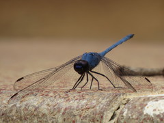Trithemis donaldsoni