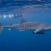 Whale Shark - Photo (c) Erik Schlogl, some rights reserved (CC BY-NC), uploaded by Erik Schlogl
