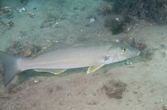 Sillago ciliata