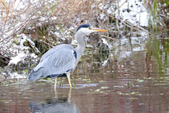 Ardea cinerea