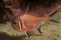 Trachichthys australis