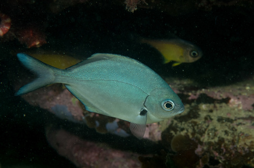 False pompano (Scorpis lineolata) — Kyphosidae — 5