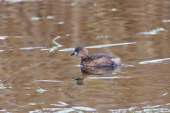 Tachybaptus ruficollis