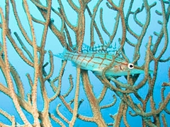 Oxycirrhites typus