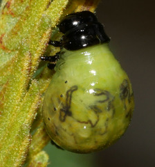 Calomela parilis