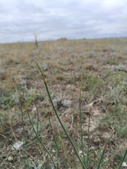 Allium tarkhankuticum