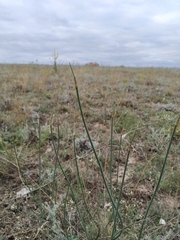 Allium tarkhankuticum