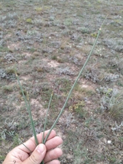 Allium tarkhankuticum