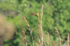 Anomalospiza imberbis