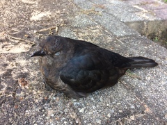 Cuculus clamosus clamosus