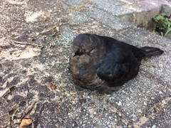 Cuculus clamosus clamosus