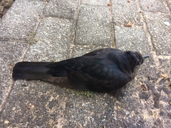 Cuculus clamosus clamosus