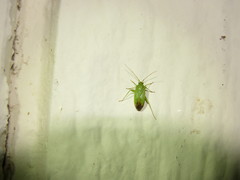 Phytocoris vanduzeei