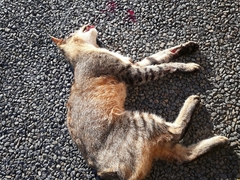 Felis lybica cafra