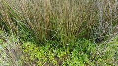 Juncus effusus pacificus