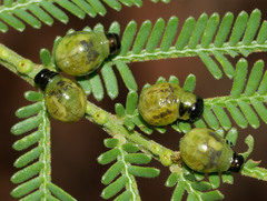 Calomela parilis