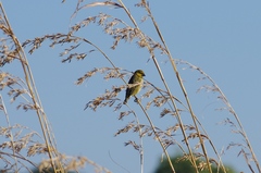 Anomalospiza imberbis
