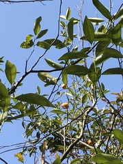 Melodinus suaveolens