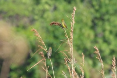 Anomalospiza imberbis